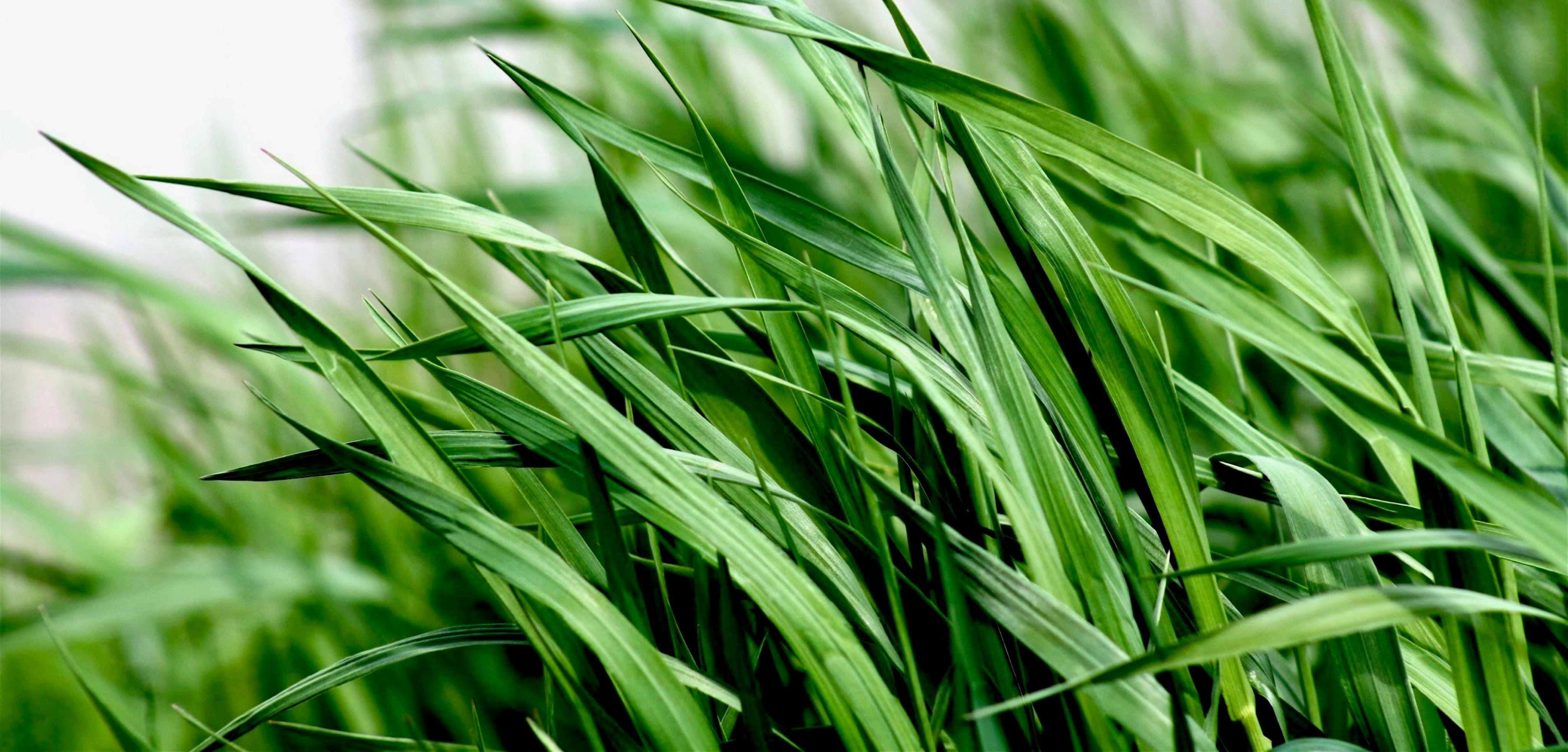 jardin artificial sinregar