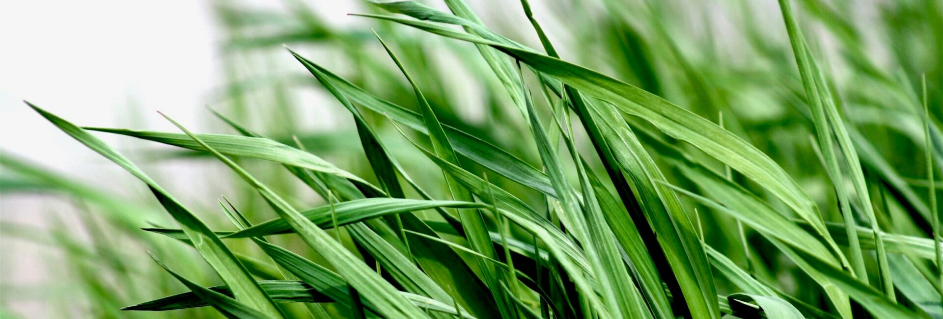 cesped artificial sinregar