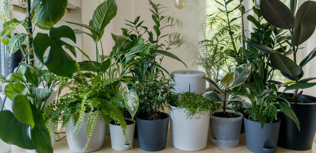 plantas artificiales sin regar