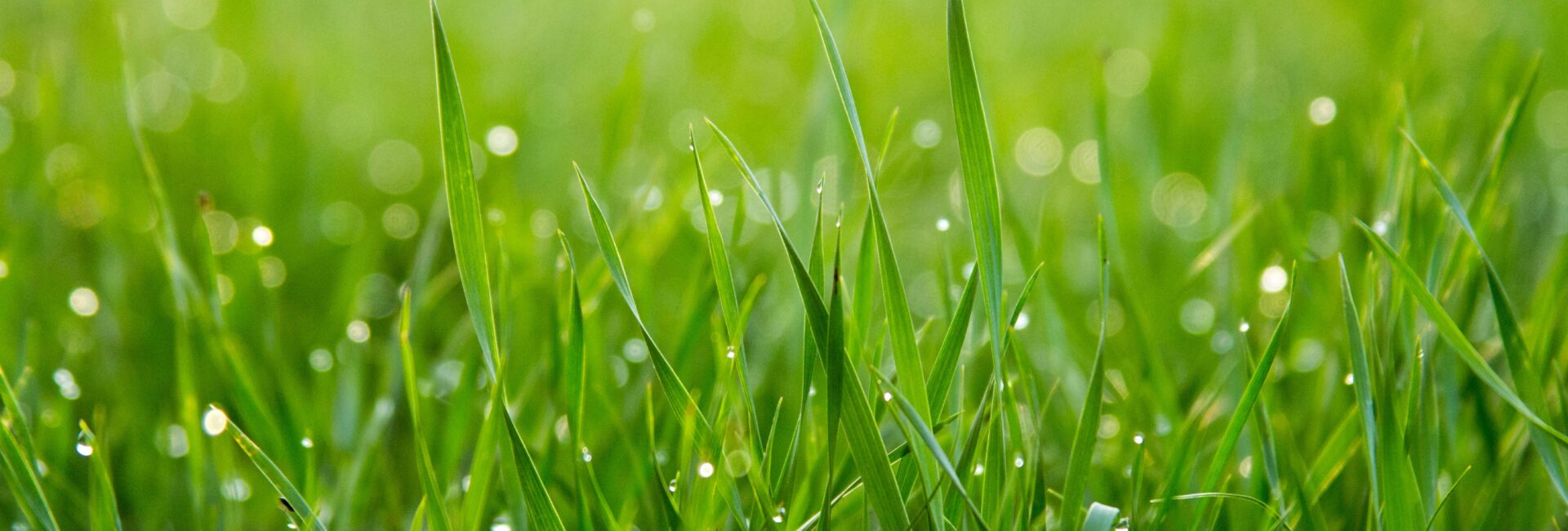 eliminar mancha chocolate cesped artificial